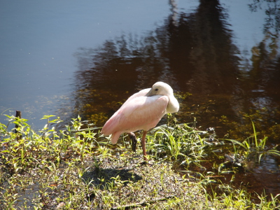 [Bird stands at the water's edge with one leg tucked under its body so one foot dangles in the air. Its bill is nearly completely hidden in its back feathers.]